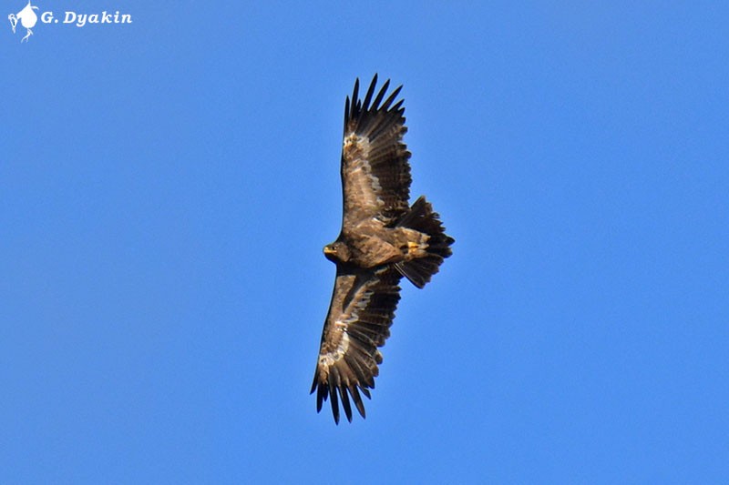 Steppe Eagle - ML610013919