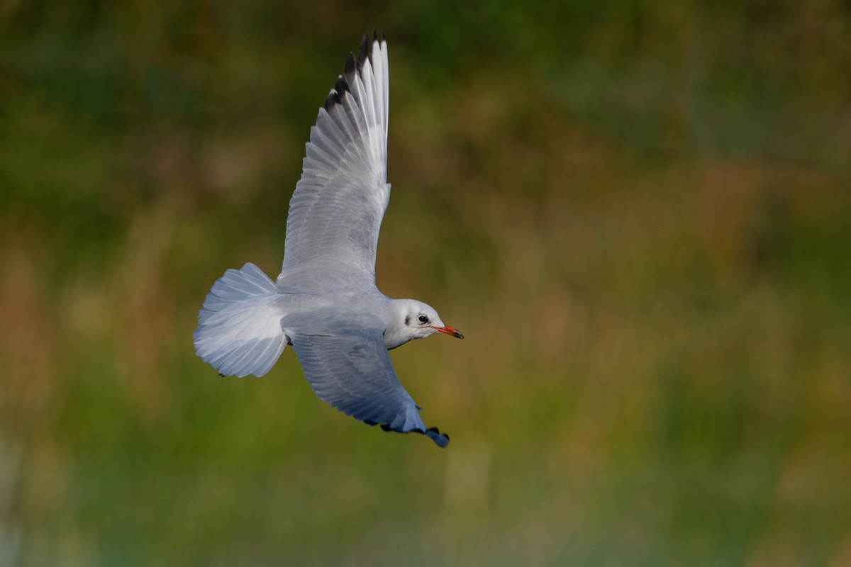 Black-headed Gull - ML610013931