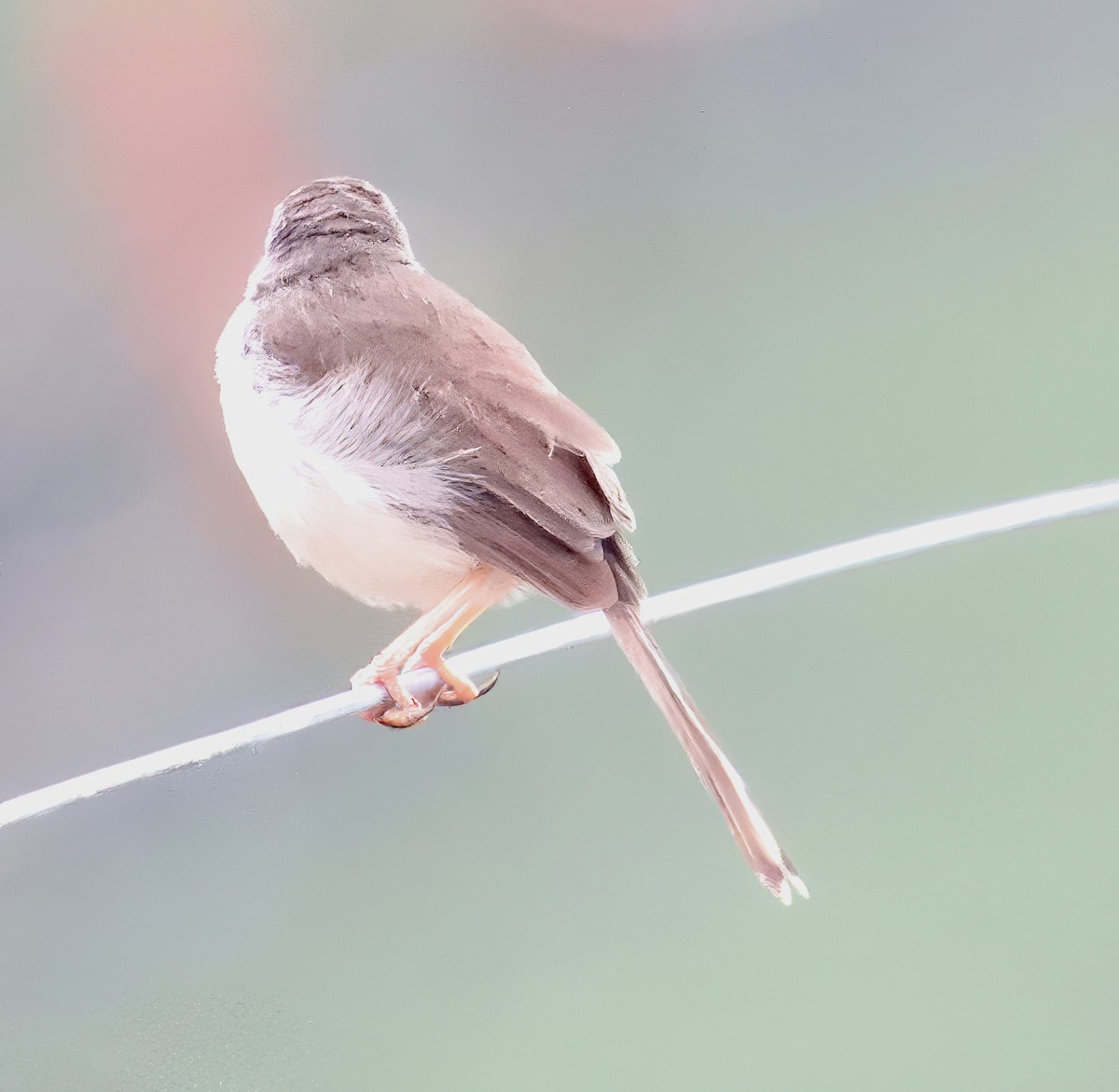 tanımsız Prinia sp. - ML610013953