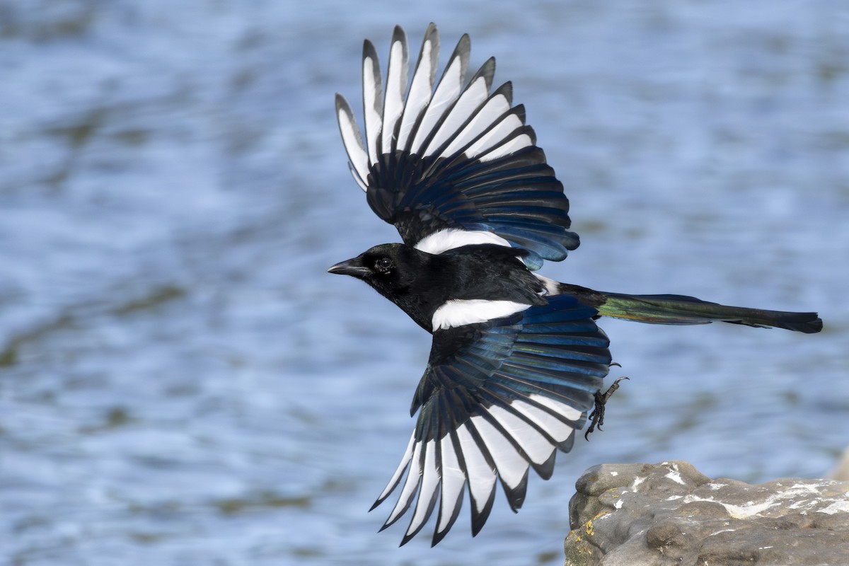 Eurasian Magpie (Eurasian) - Alexis Lours