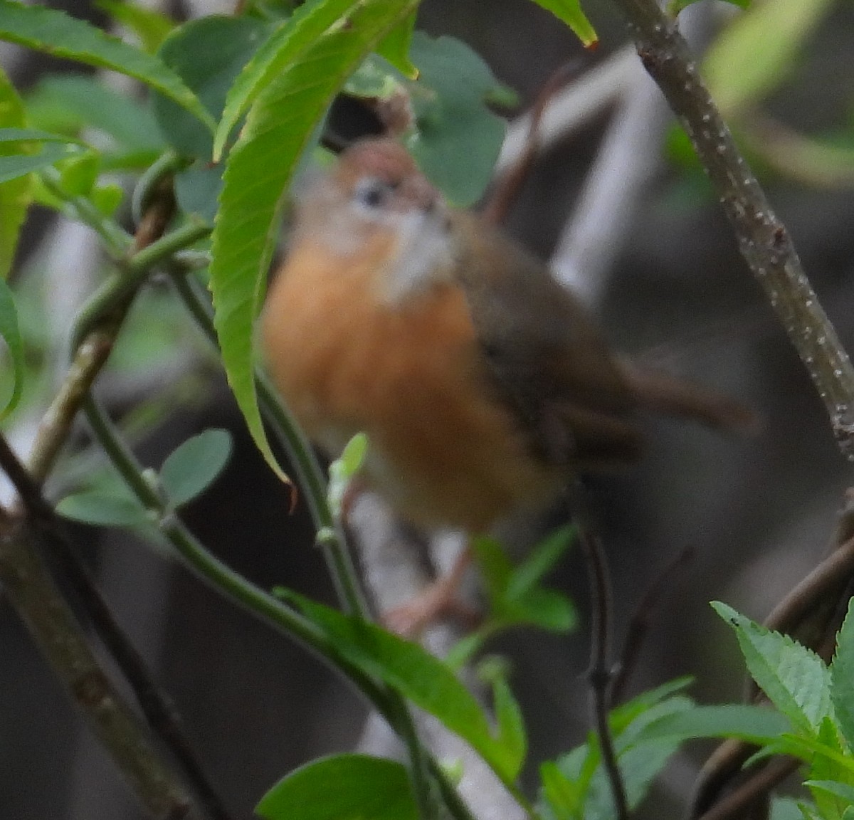 Tawny-bellied Babbler - Ananth Kaitharam