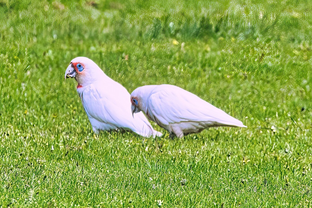 Long-billed Corella - ML610013971