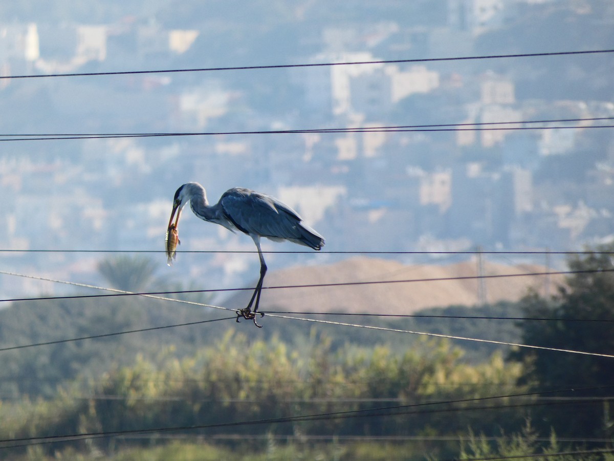 Gray Heron - ML610014095