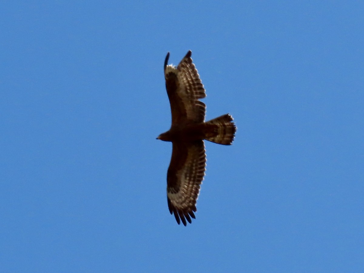 European Honey-buzzard - Gregory Askew