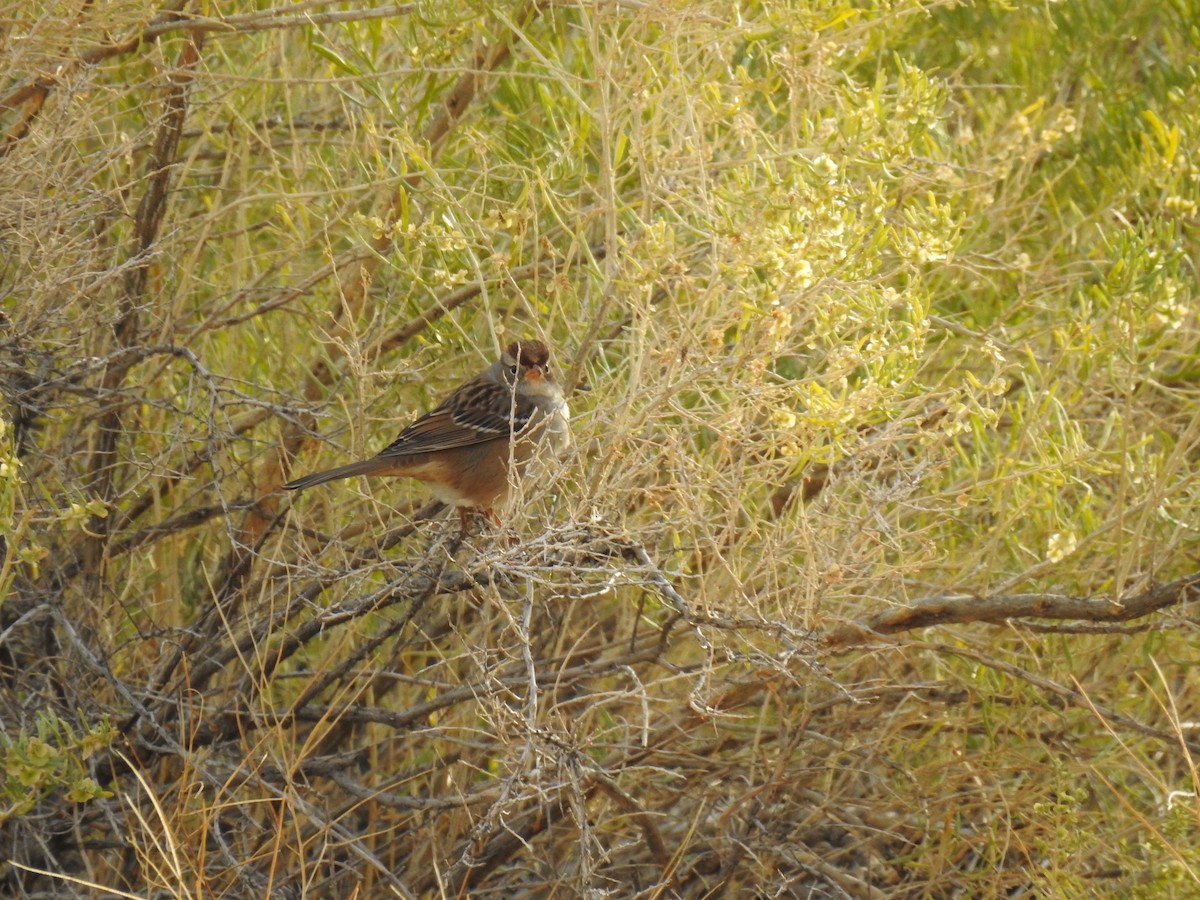 Bruant à couronne blanche - ML610014151