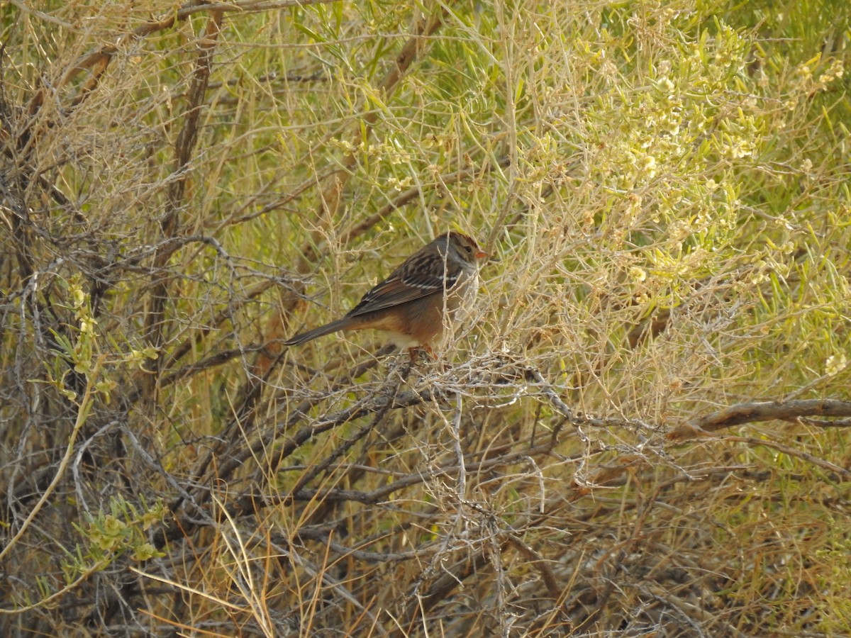 Bruant à couronne blanche - ML610014154