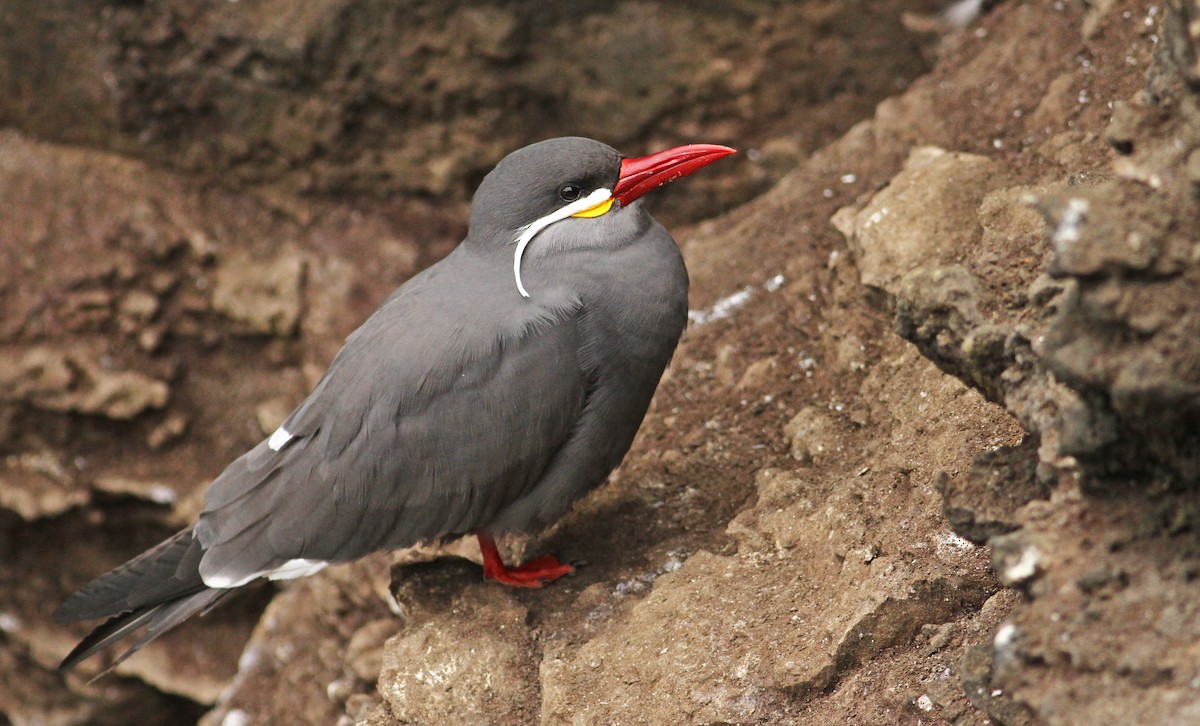 Inca Tern - Luke Seitz