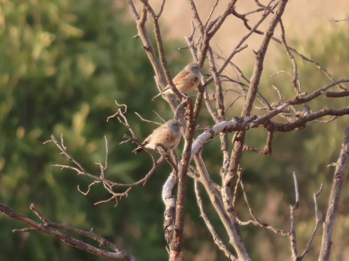 Yemen Linnet - ML610014262