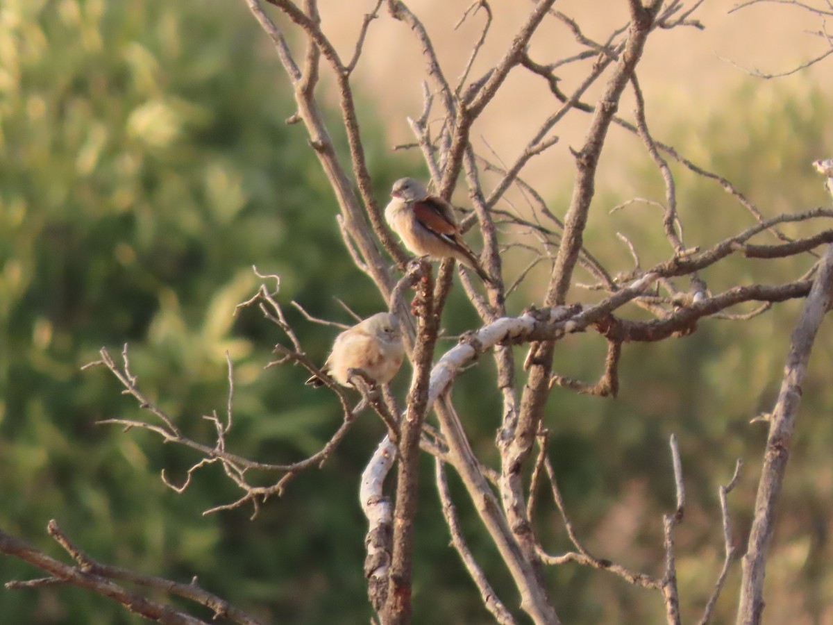 Yemen Linnet - ML610014263