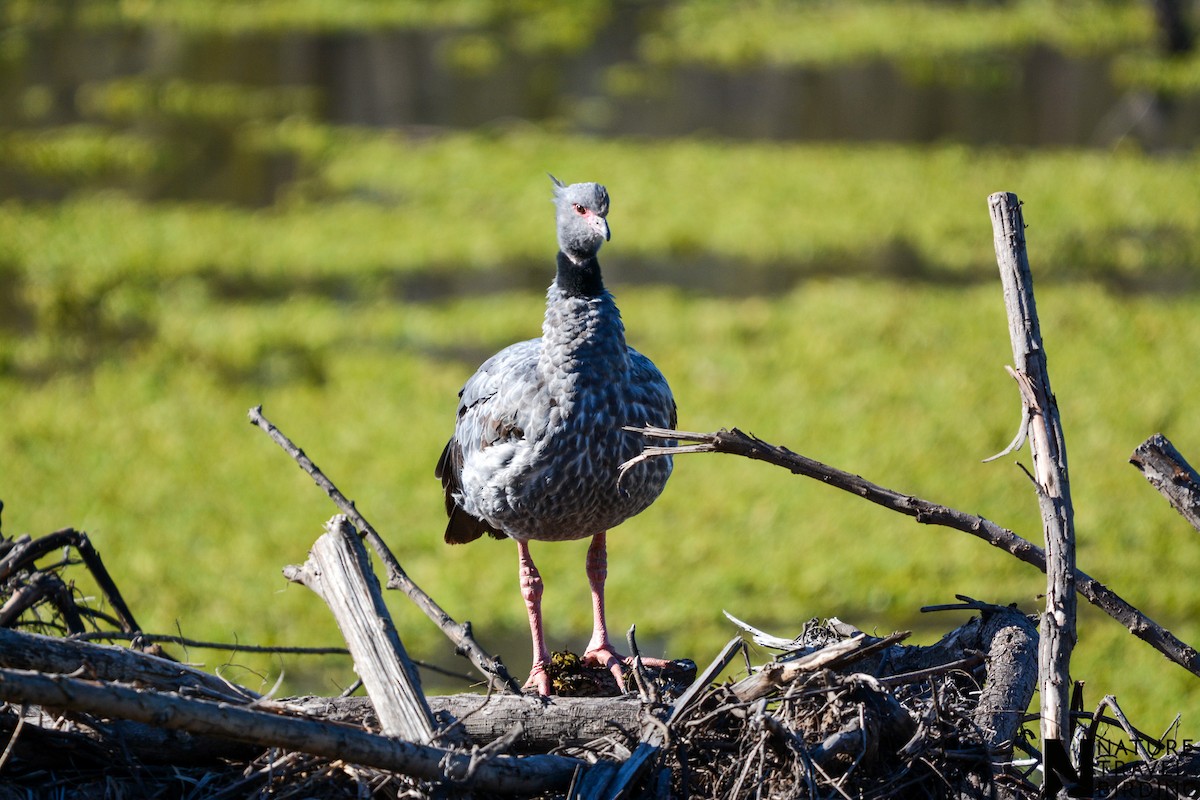 Southern Screamer - ML610014290