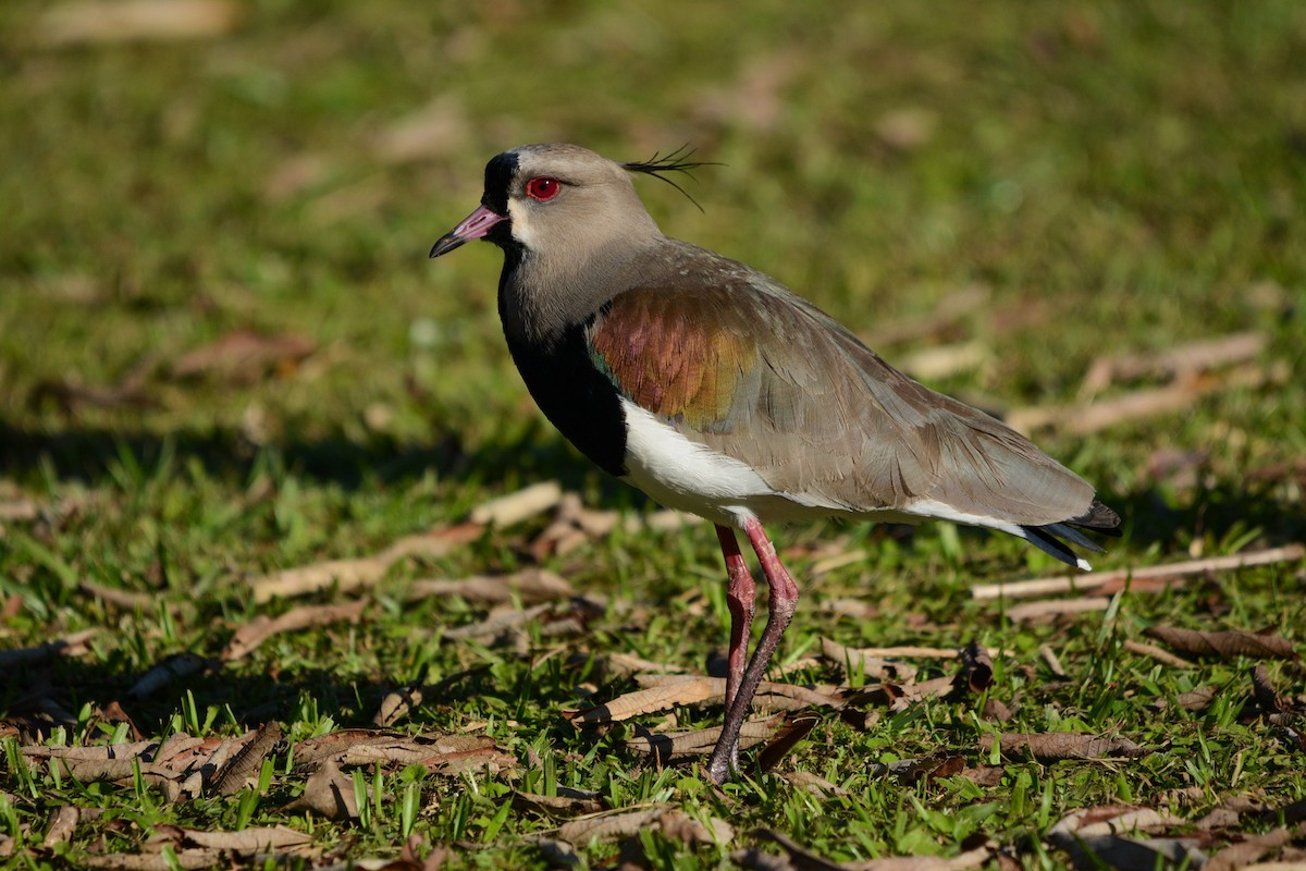 Southern Lapwing - ML610014291