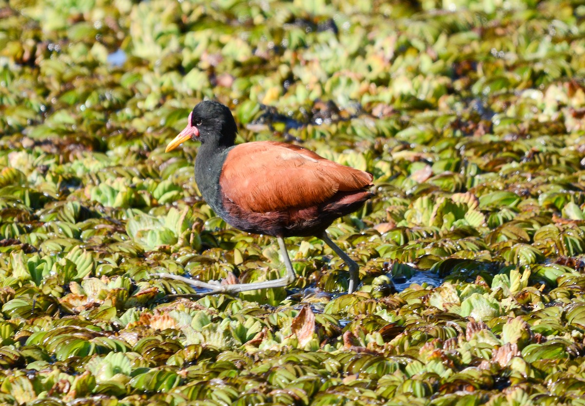 Wattled Jacana - ML610014293