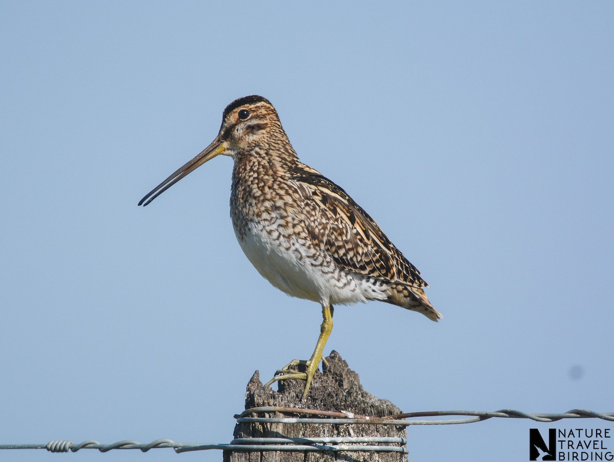 Pantanal Snipe - Marc Cronje- Nature Travel Birding