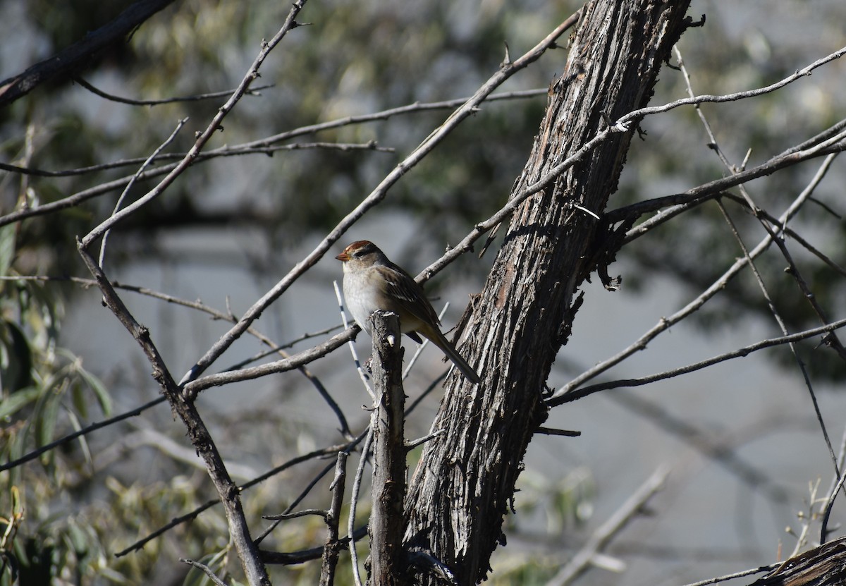 White-crowned Sparrow - ML610014295