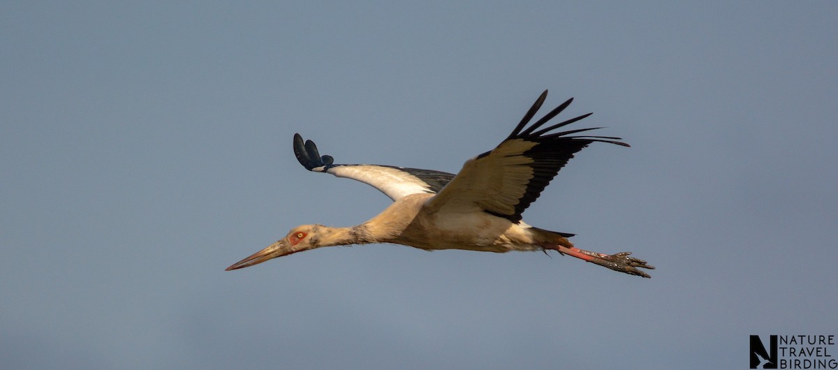 Maguari Stork - Marc Cronje- Nature Travel Birding