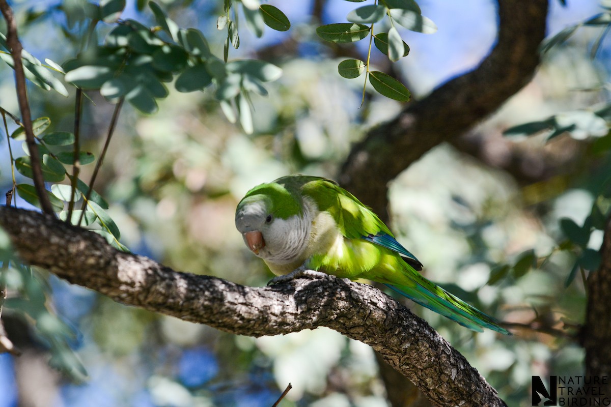 Monk Parakeet - Marc Cronje- Nature Travel Birding