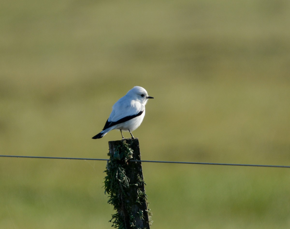 White Monjita - Marc Cronje- Nature Travel Birding