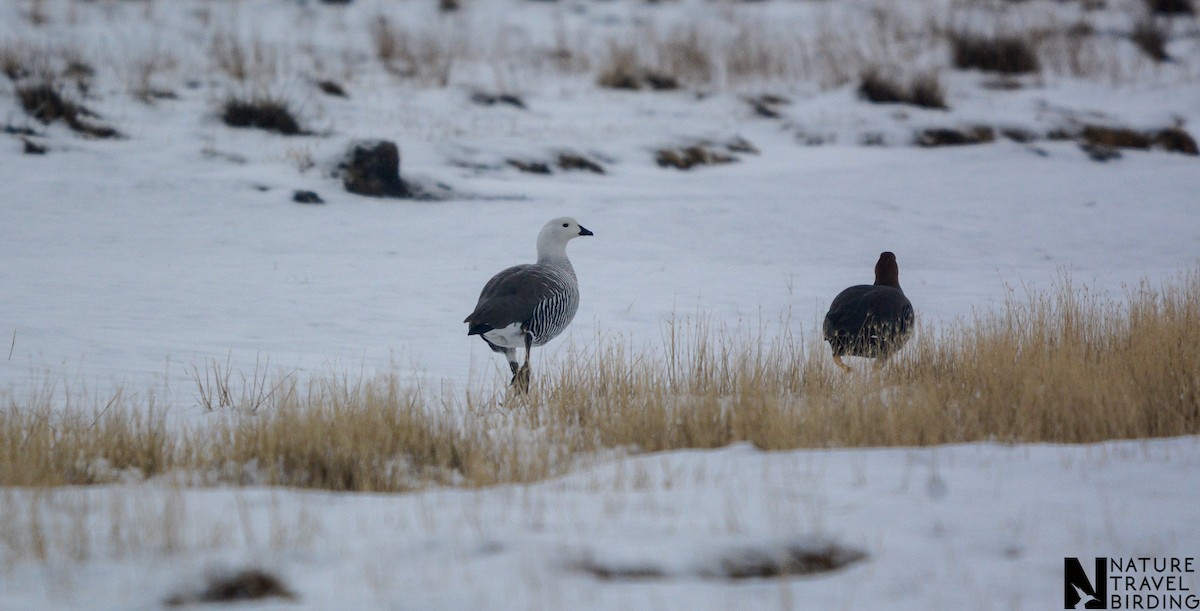 Upland Goose - Marc Cronje- Nature Travel Birding