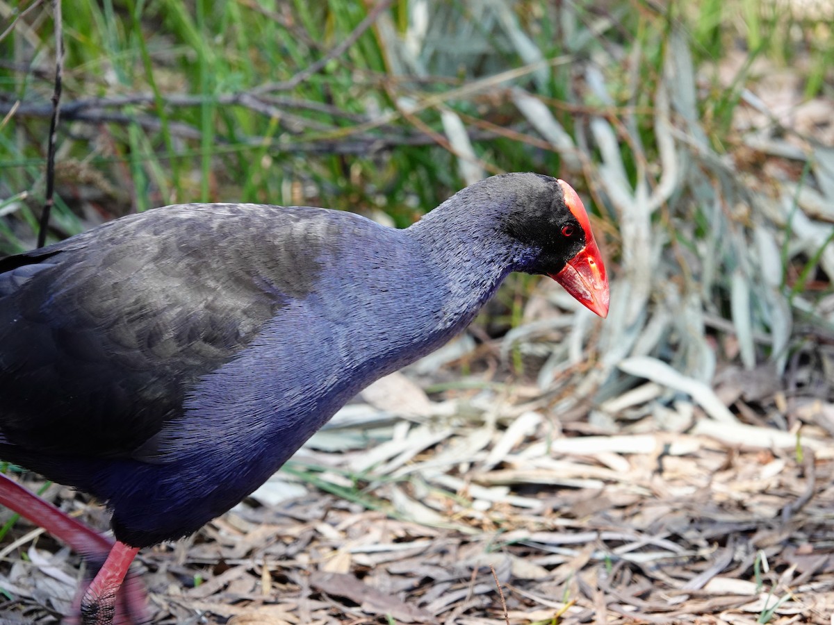 Australasian Swamphen - Whitney Mortimer