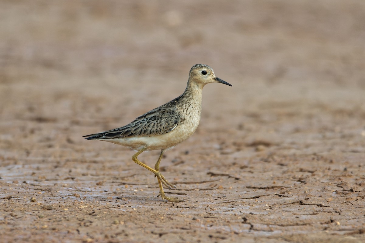 Buff-breasted Sandpiper - ML610014352