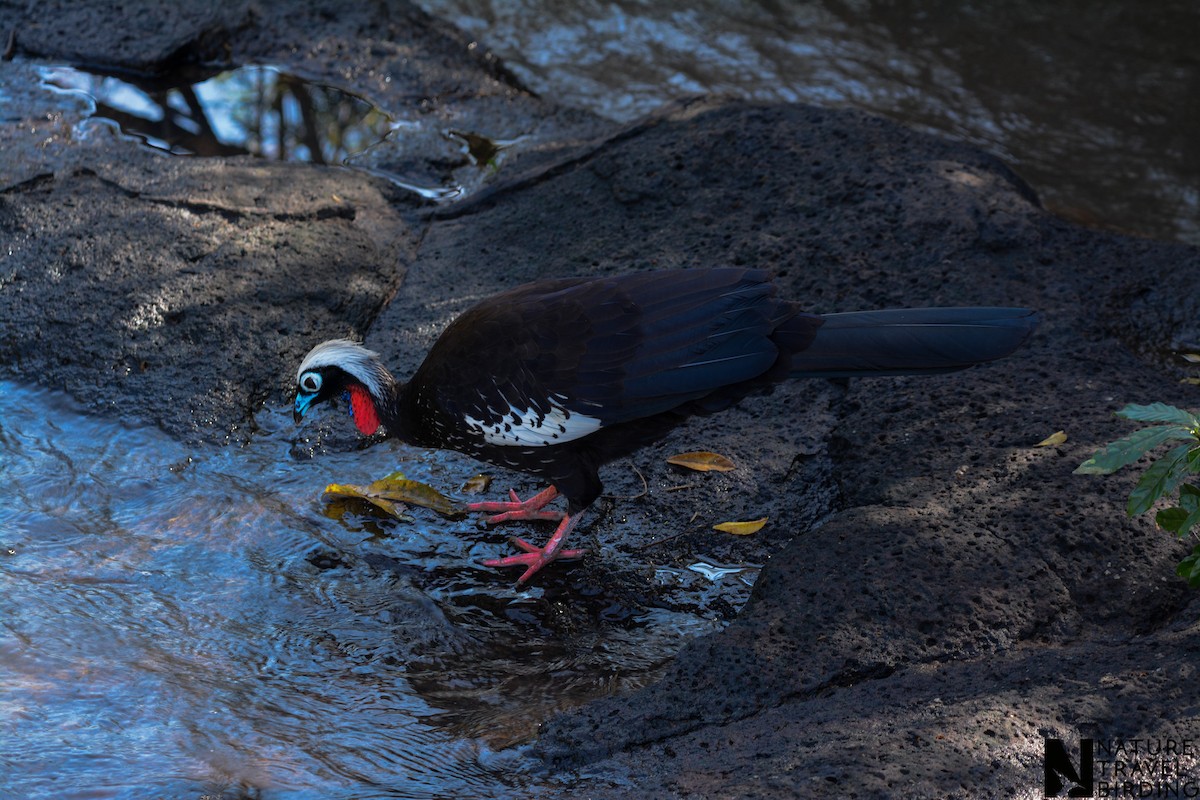 Black-fronted Piping-Guan - Marc Cronje- Nature Travel Birding