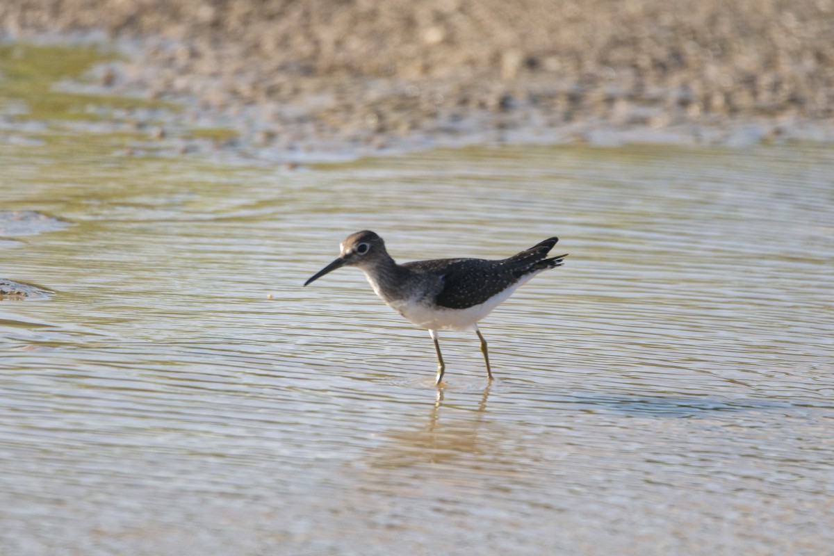 Solitary Sandpiper - ML610014375