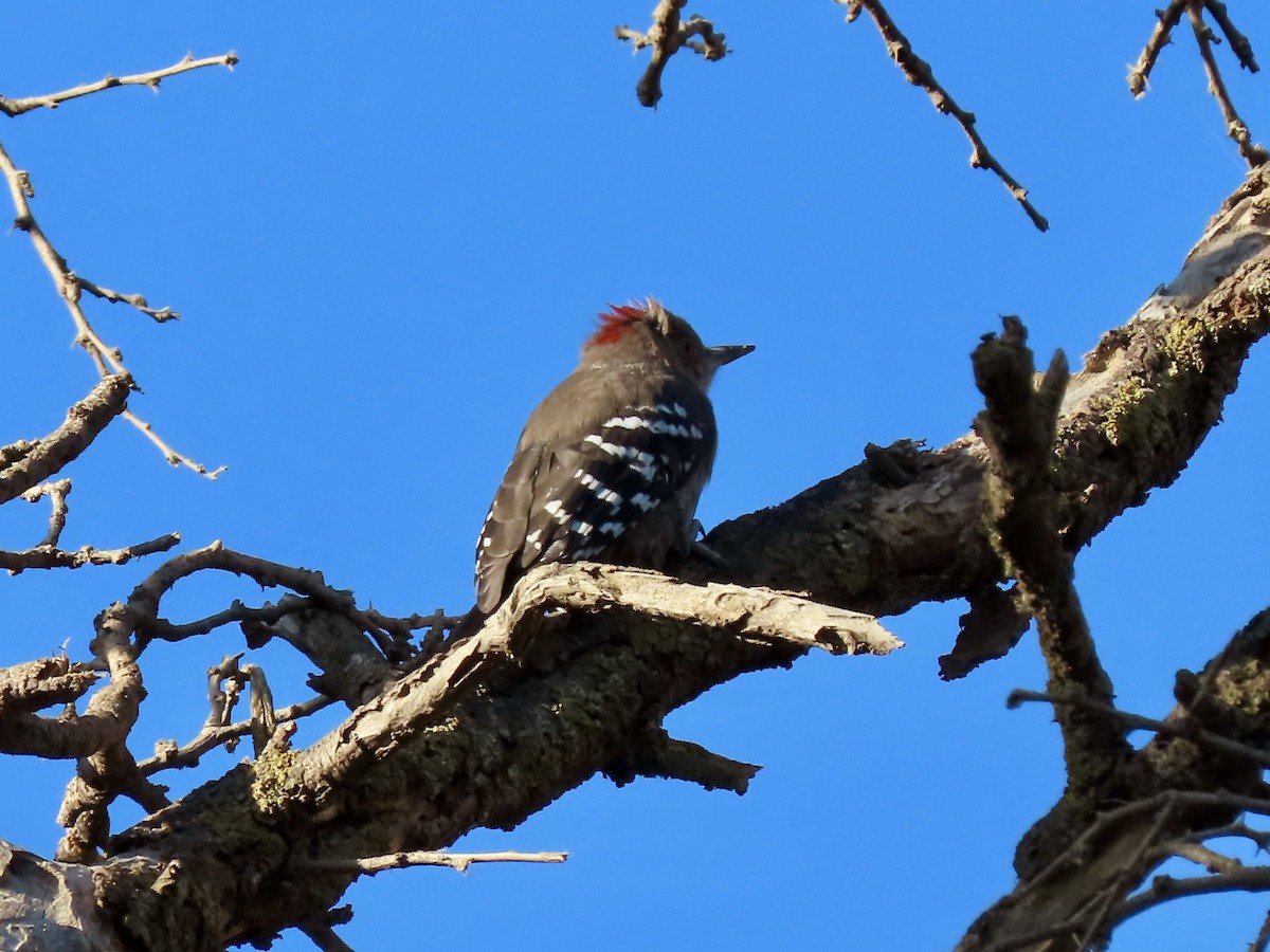 Arabian Woodpecker - ML610014377