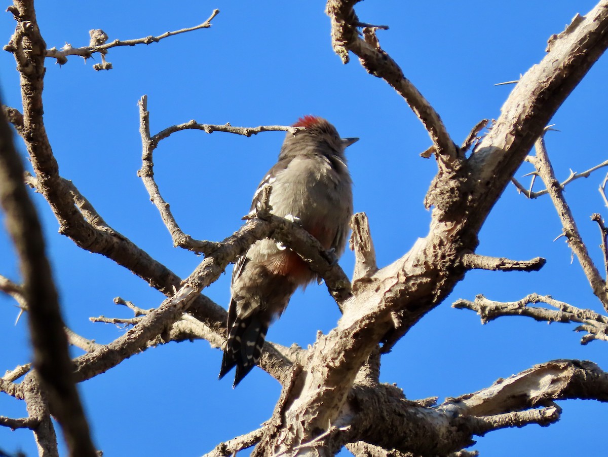 Arabian Woodpecker - ML610014378