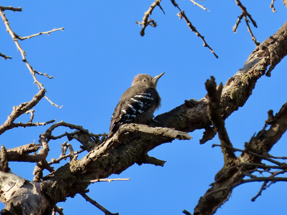 Arabian Woodpecker - ML610014379