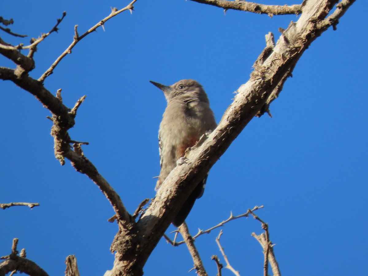 Arabian Woodpecker - ML610014380