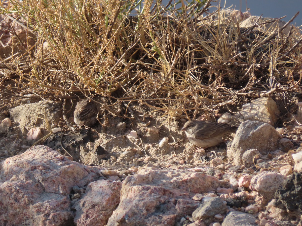 בזבוז תימני - ML610014419