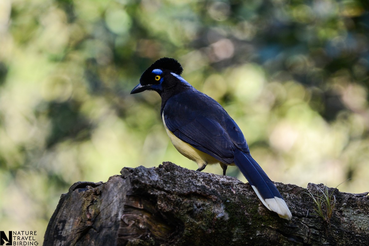 Plush-crested Jay - Marc Cronje- Nature Travel Birding