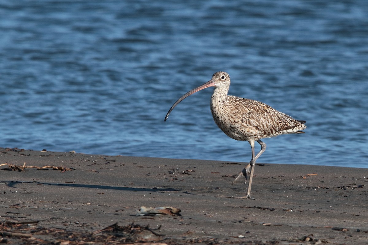 Far Eastern Curlew - ML610014518