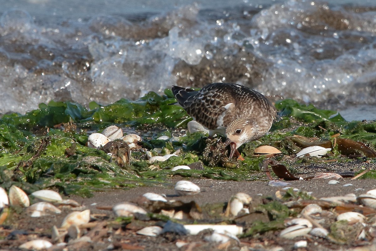 Ruddy Turnstone - ML610014521