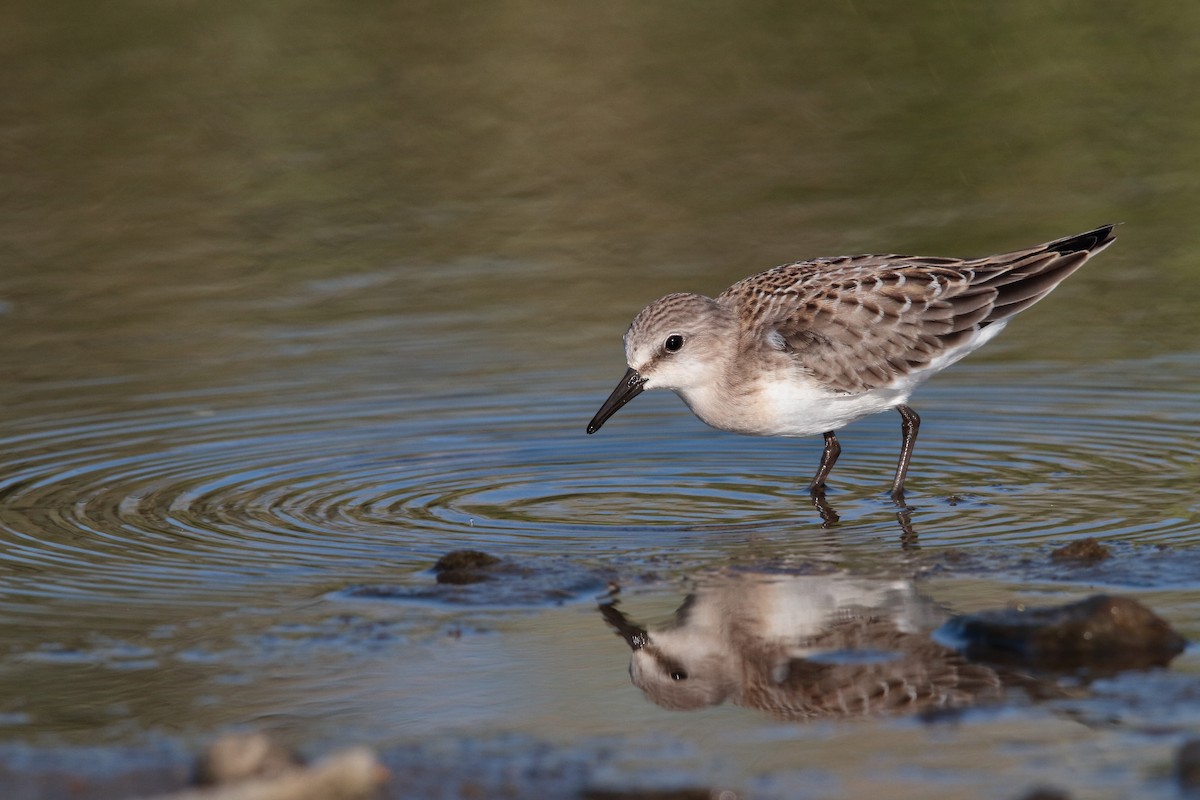 Red-necked Stint - ML610014528