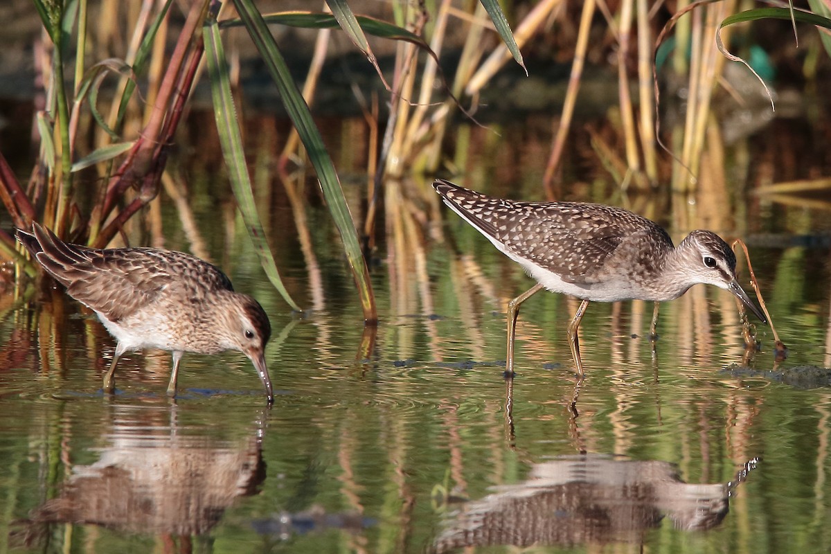 Wood Sandpiper - kanta m