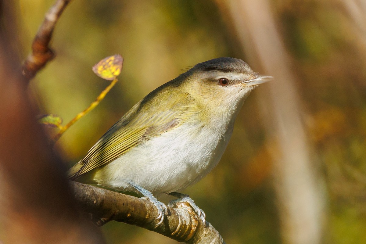 Red-eyed Vireo - ML610014546