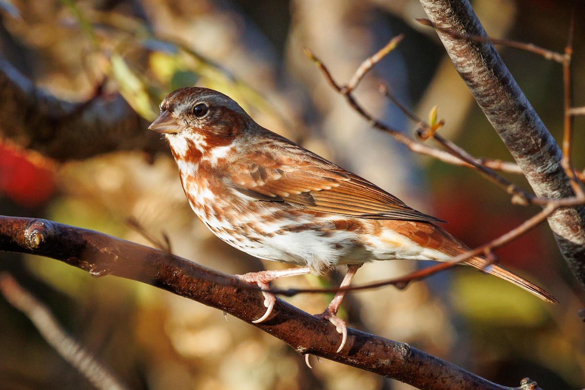 Fox Sparrow - ML610014552