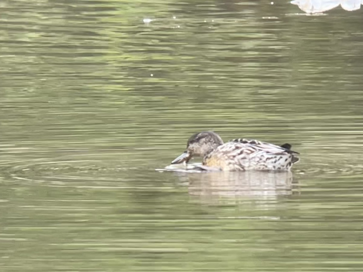 Green-winged Teal - ML610014637