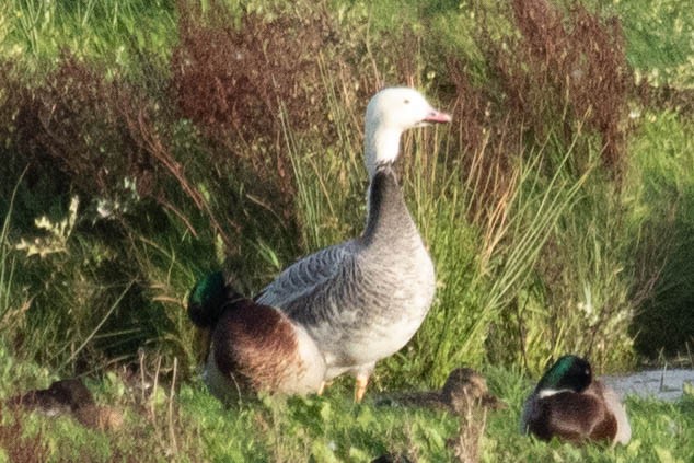 Antzara/Branta sp. - ML610014708