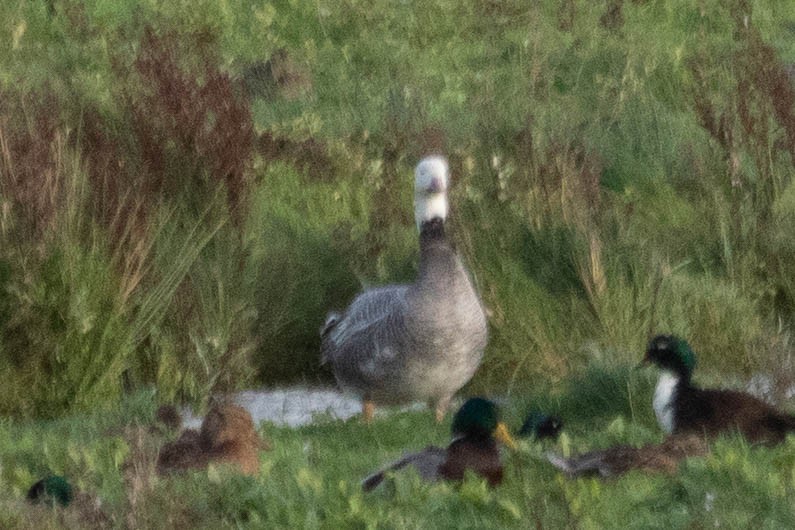 goose sp. - Stijn de Jong