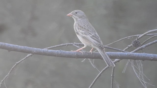 Bruant à cou gris - ML610014725