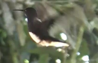 kolibřík bělokrký - ML610014834