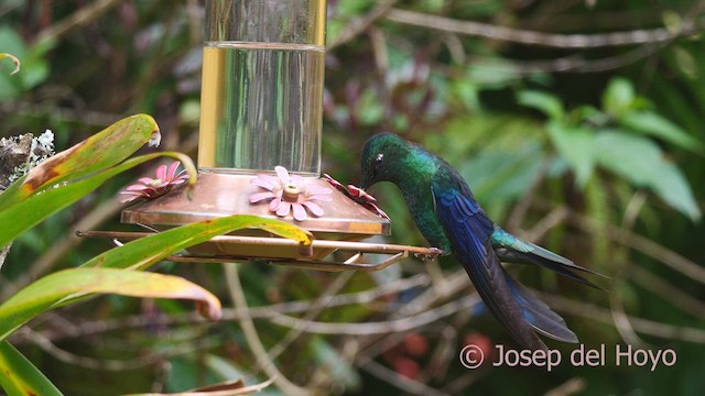 kolibřík modrokřídlý - ML610014836