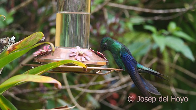 Blauflügelkolibri - ML610014836