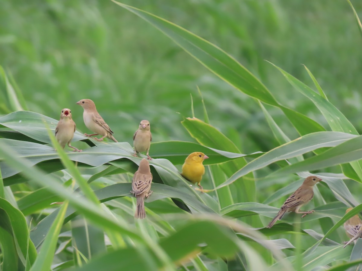 Arabian Golden Sparrow - Gregory Askew