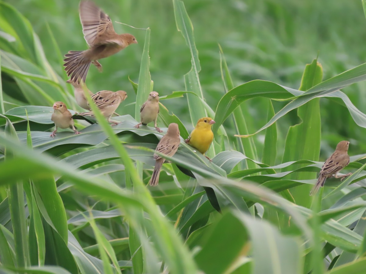 Arabian Golden Sparrow - Gregory Askew