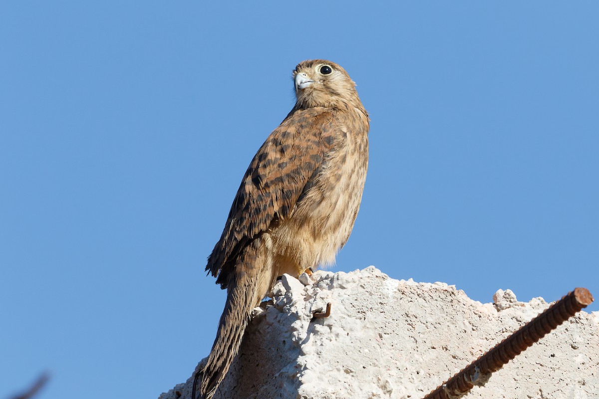 Eurasian Kestrel - ML610014936