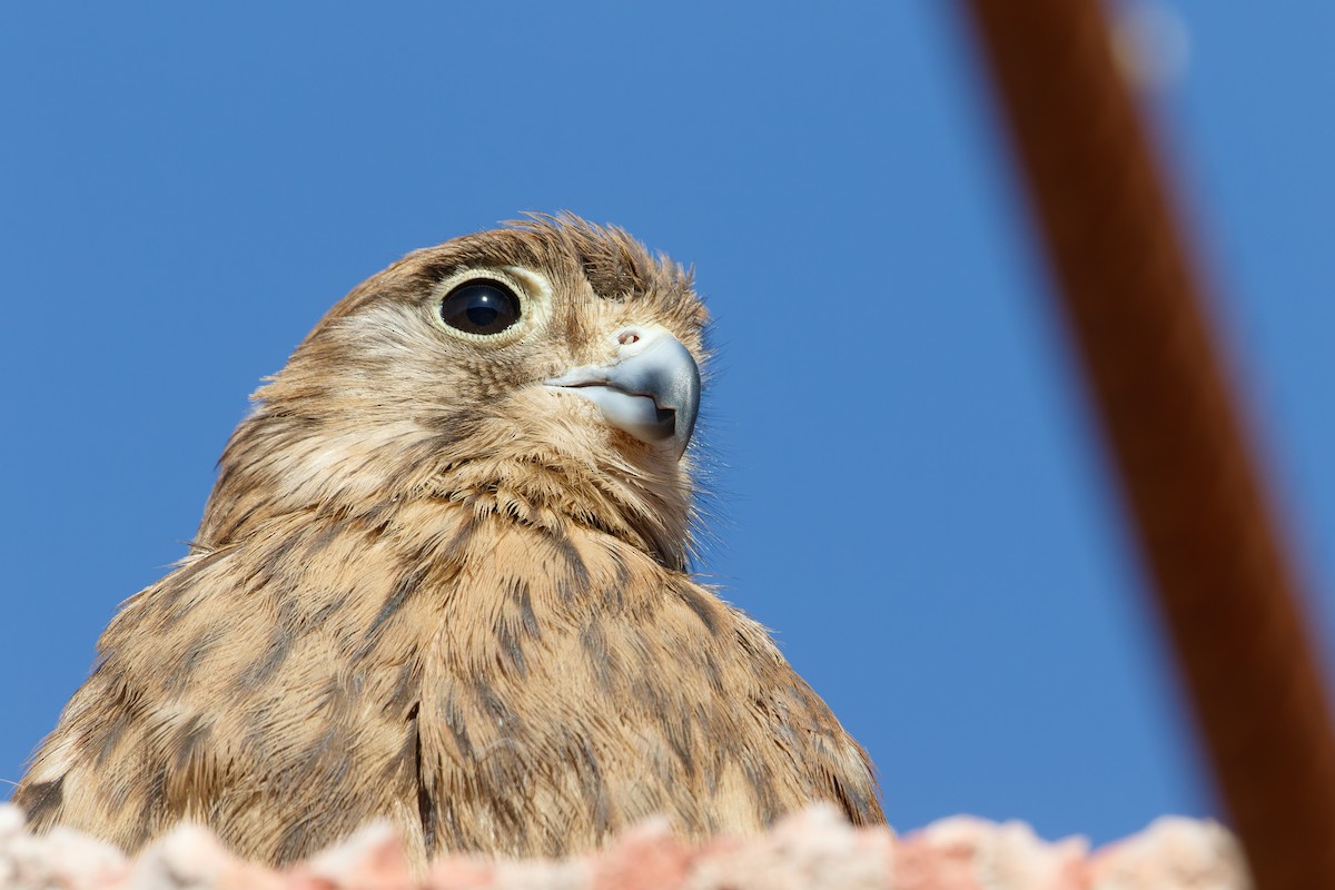 Eurasian Kestrel - ML610014937