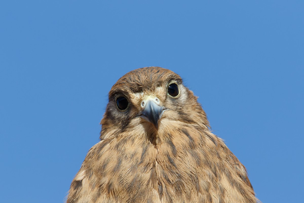Eurasian Kestrel - ML610014938